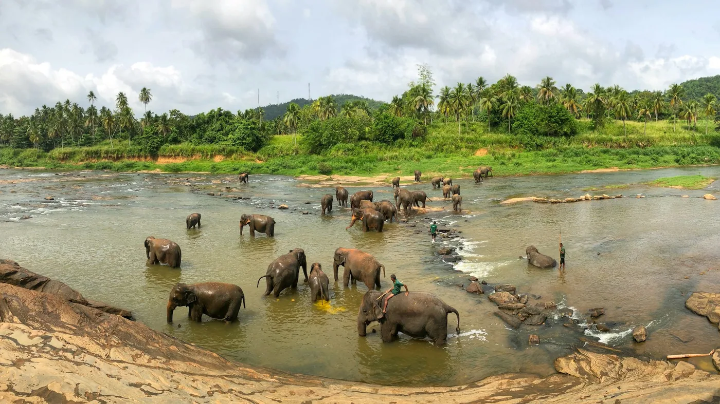 Elephants in Sri Lanka