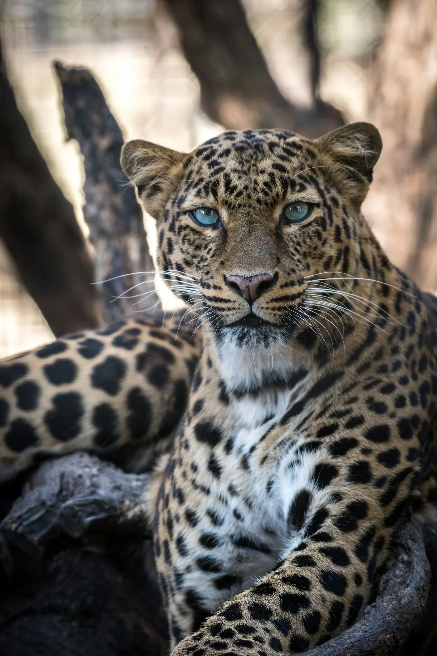 Yala at First Light: Tracking the Leopard