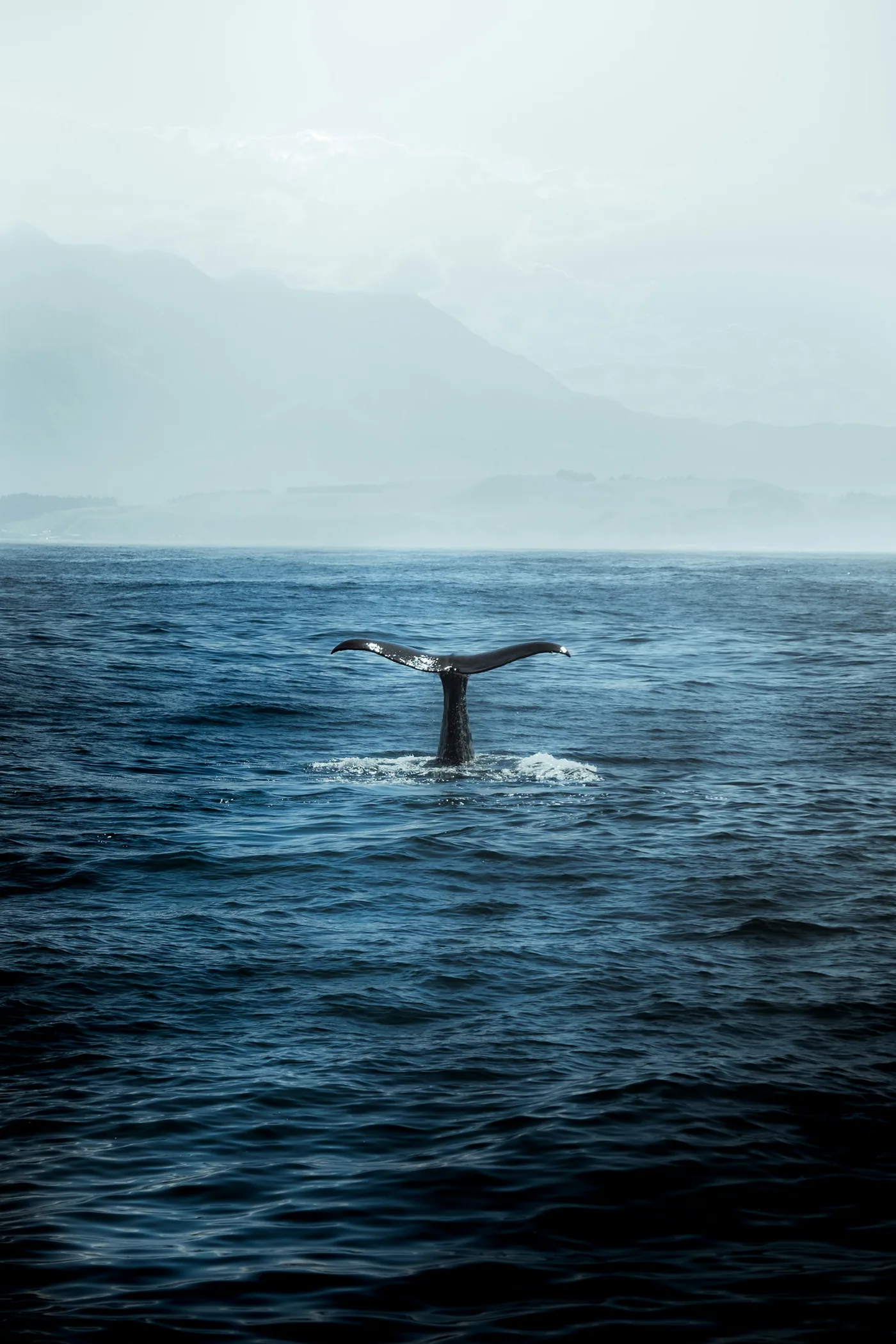 Whales of Mirissa: A Season Guide